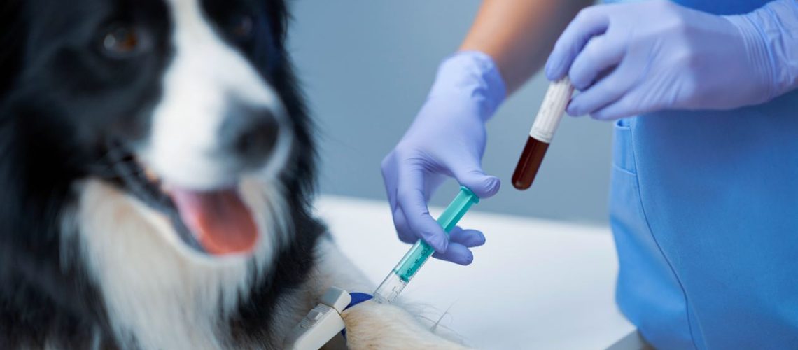 How much does a blood test for a dog cost?