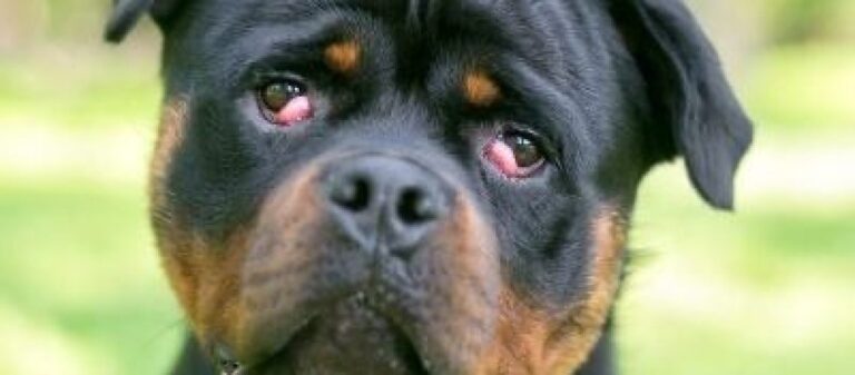 What is the cost of cherry eye surgery for a dog?