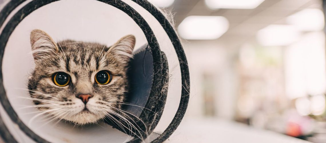 What does it cost to spay a cat?