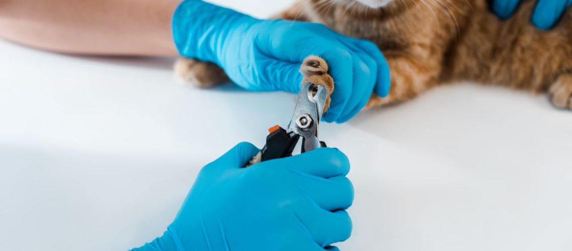 Is it worth the cost of clipping your cat's nails at the vet?