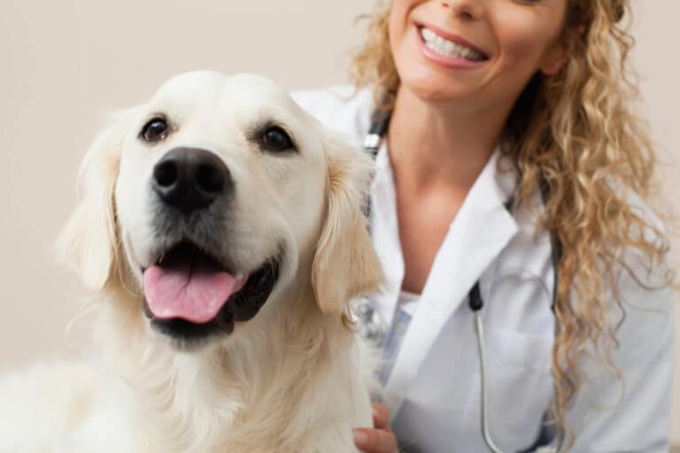 Pet insurance