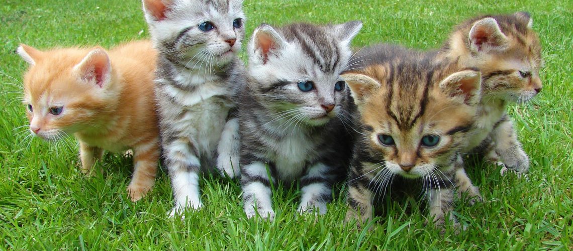 Top 10 Popular Cat Breeds in the Netherlands