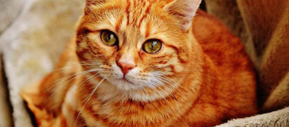 What is the best cat insurance policy?