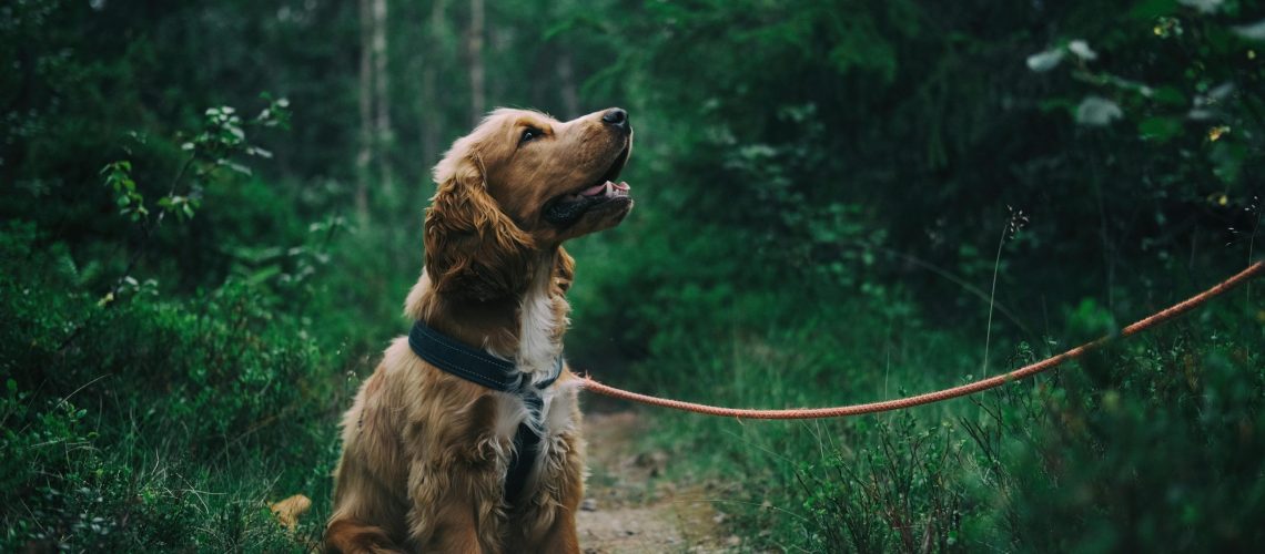 Acupuncture for dogs