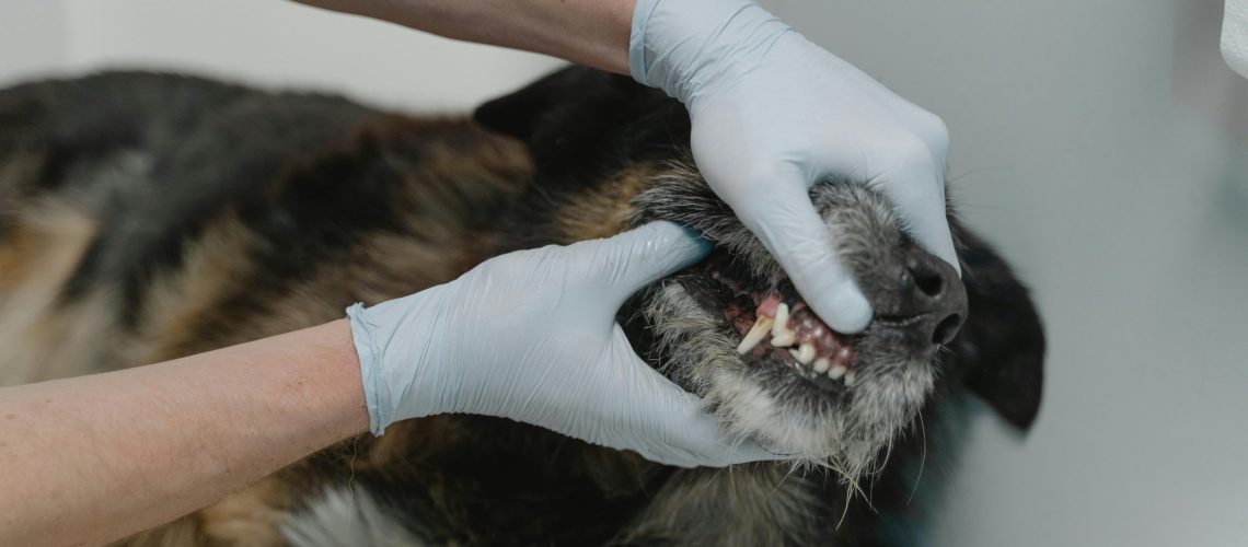 Rotten teeth in a dog