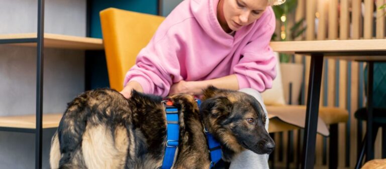 What is the cost of physical therapy for dogs?