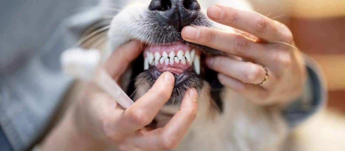 Cost of a dog dental cleaning