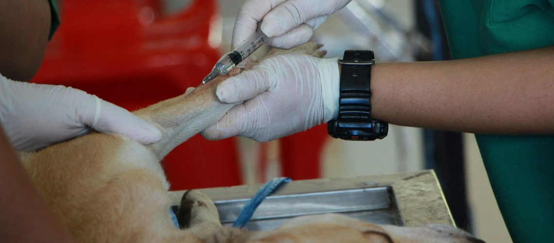 How much does a cesarean section cost for a dog?